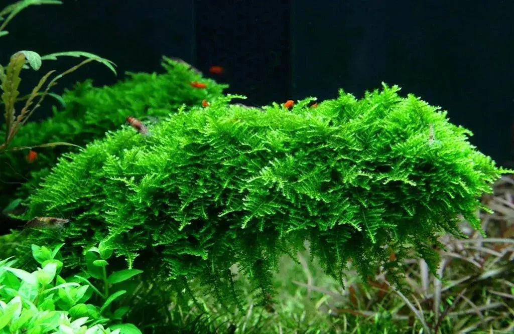 Krabi Moss (Vesicularia cf. montagnei) (Super Rare).