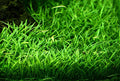 Lilaeopsis Brasiliensis Pack of 5.