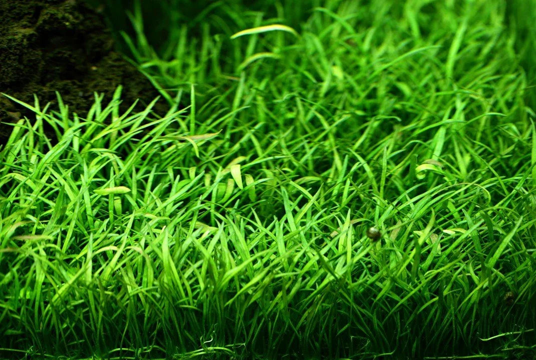 Lilaeopsis Brasiliensis Pack of 5.