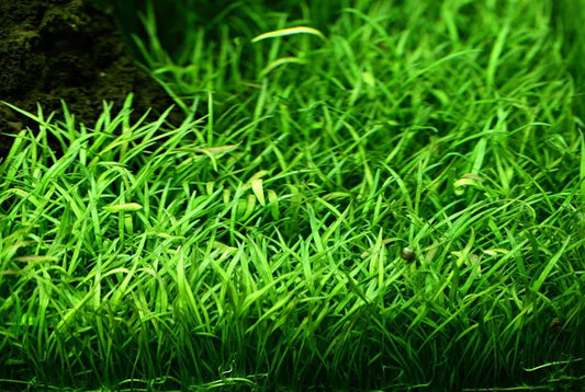 Lilaeopsis Brasiliensis Pack of 5.