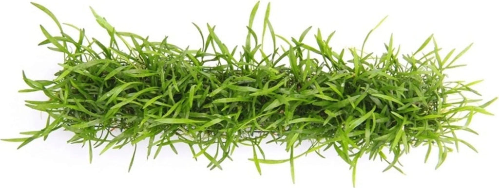 Lilaeopsis Brasiliensis Pack of 5.