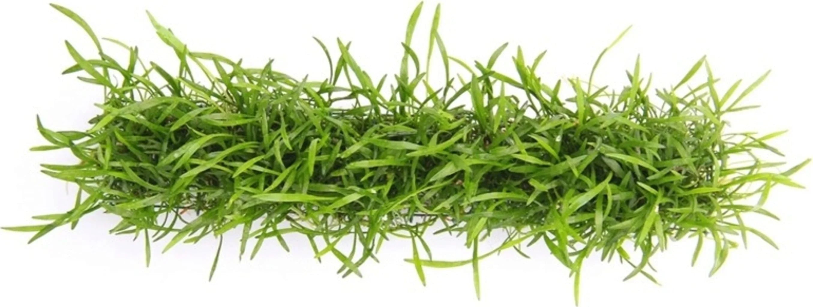 Lilaeopsis Brasiliensis Pack of 5.