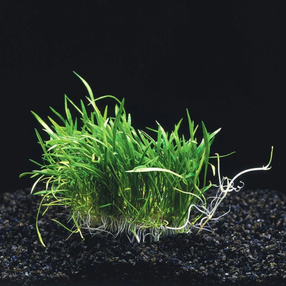 Lilaeopsis Brasiliensis Pack of 5.