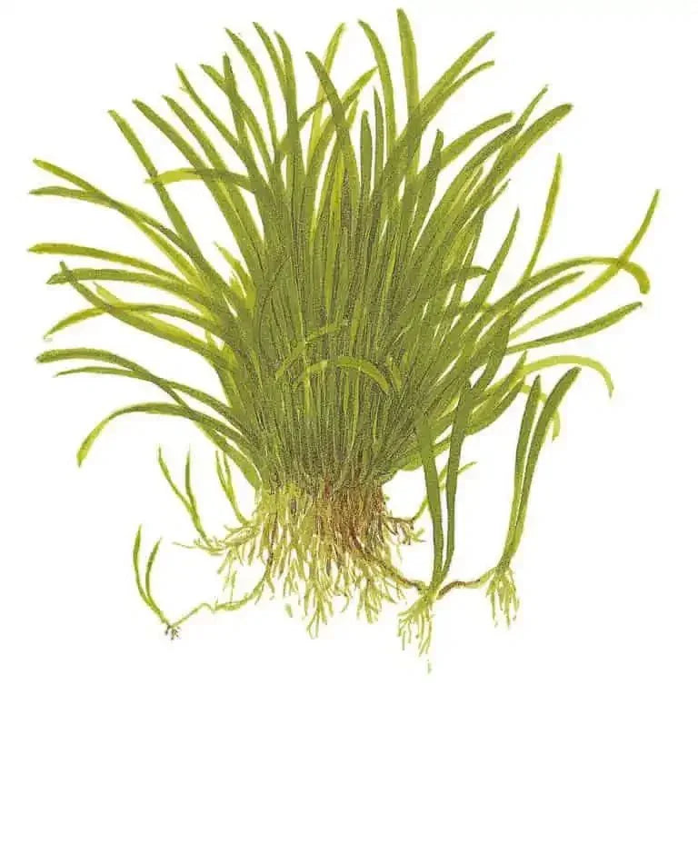 Lilaeopsis Brasiliensis Pack of 5.