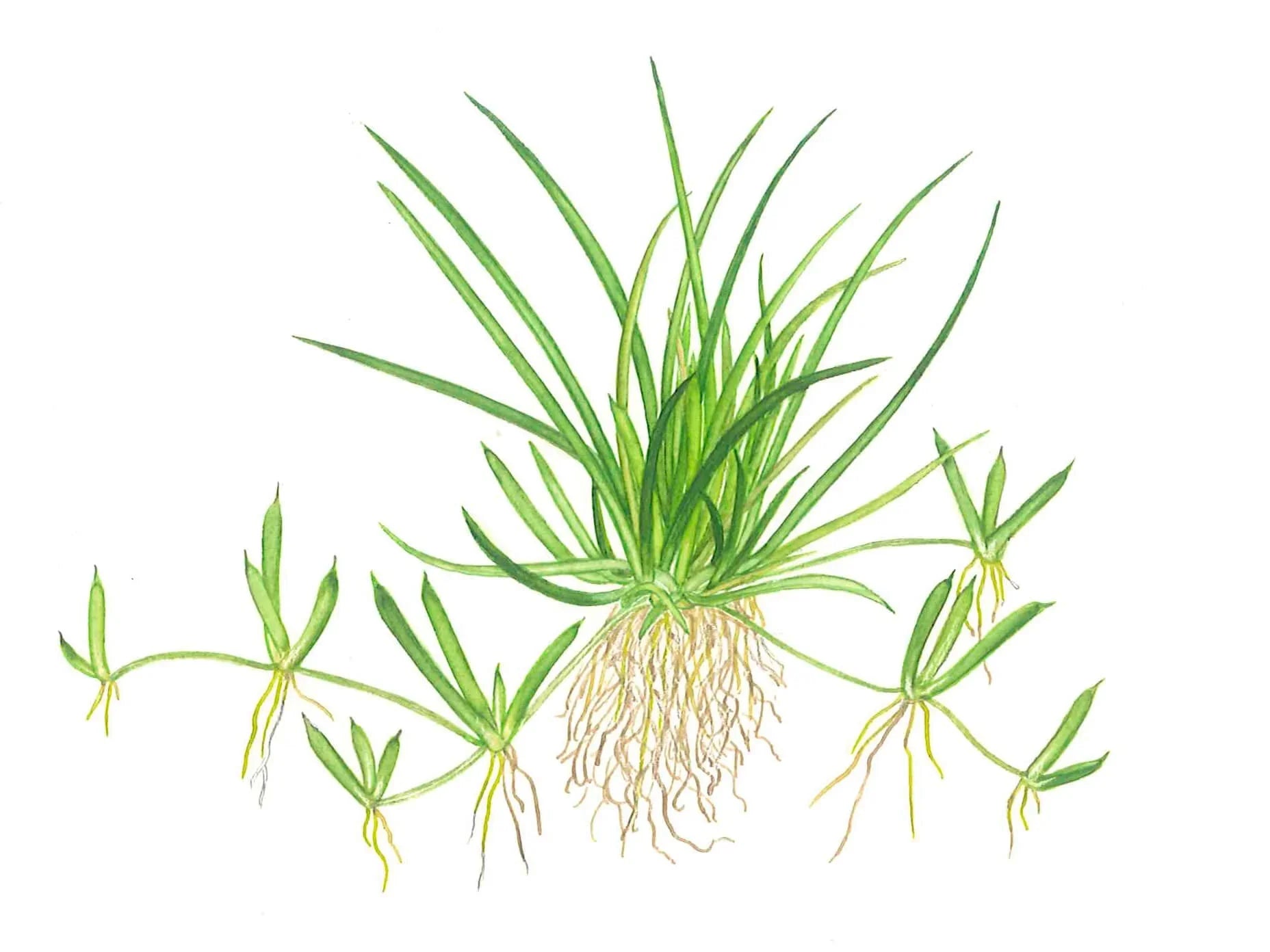 Littorella uniflora (Super Rare).