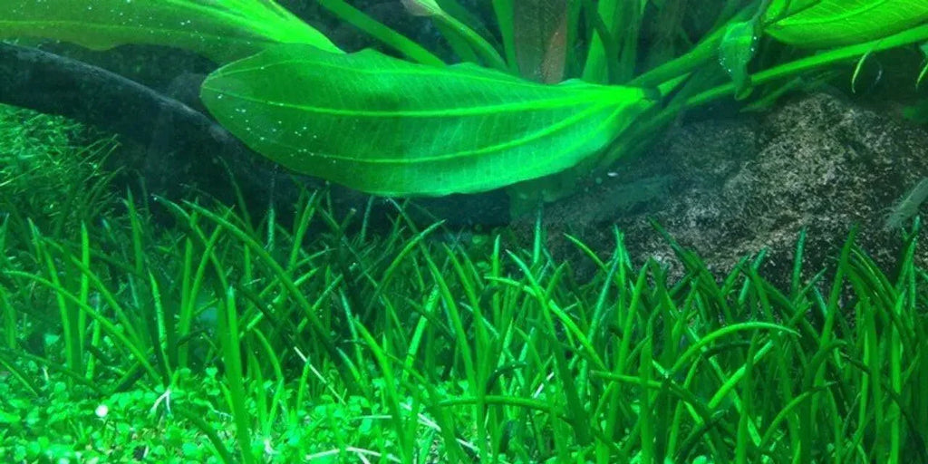 Littorella uniflora (Super Rare).