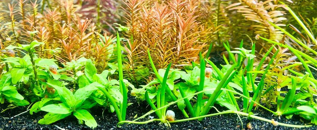Littorella uniflora (Super Rare).