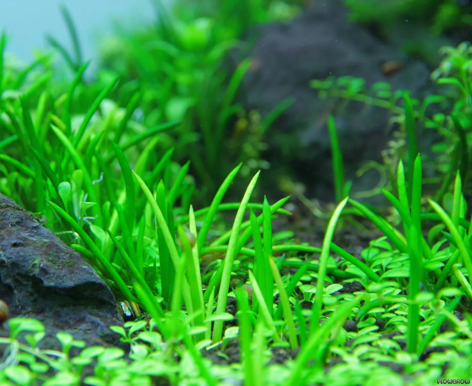 Littorella uniflora (Super Rare).