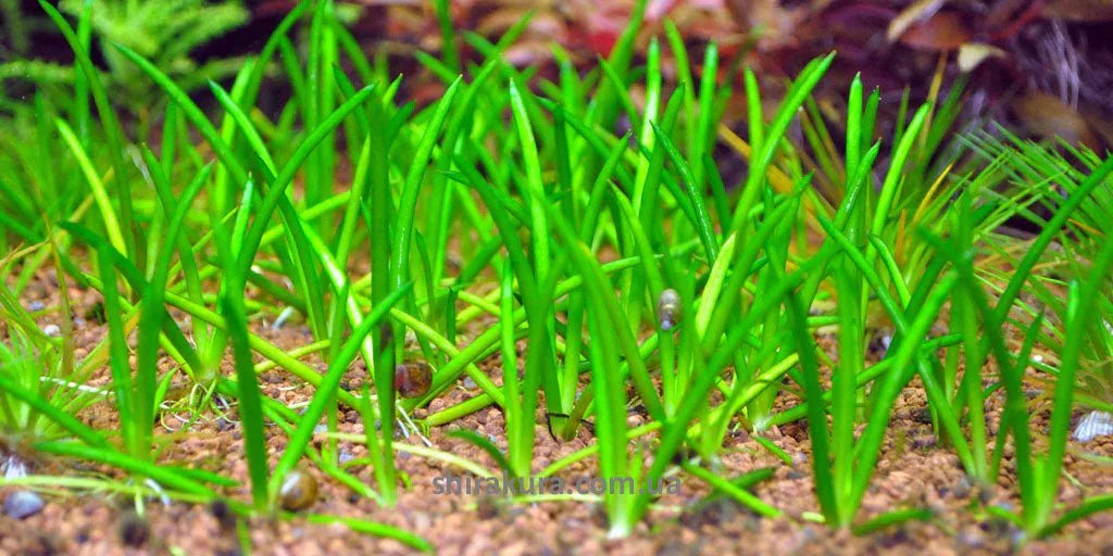 Littorella uniflora (Super Rare).