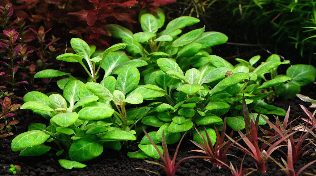 Lobelia Cardinalis Mini.