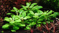 Lobelia Cardinalis Mini.