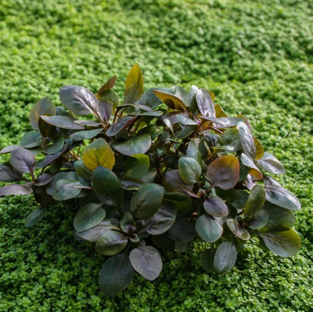 Lobelia Cardinalis Mini.