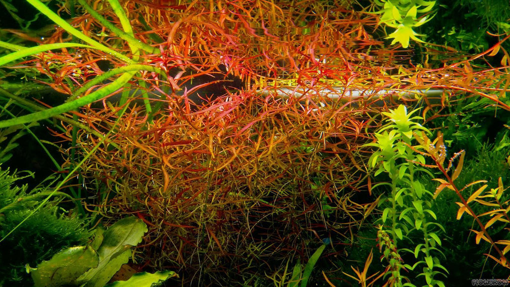 Ludwigia Arcuata.
