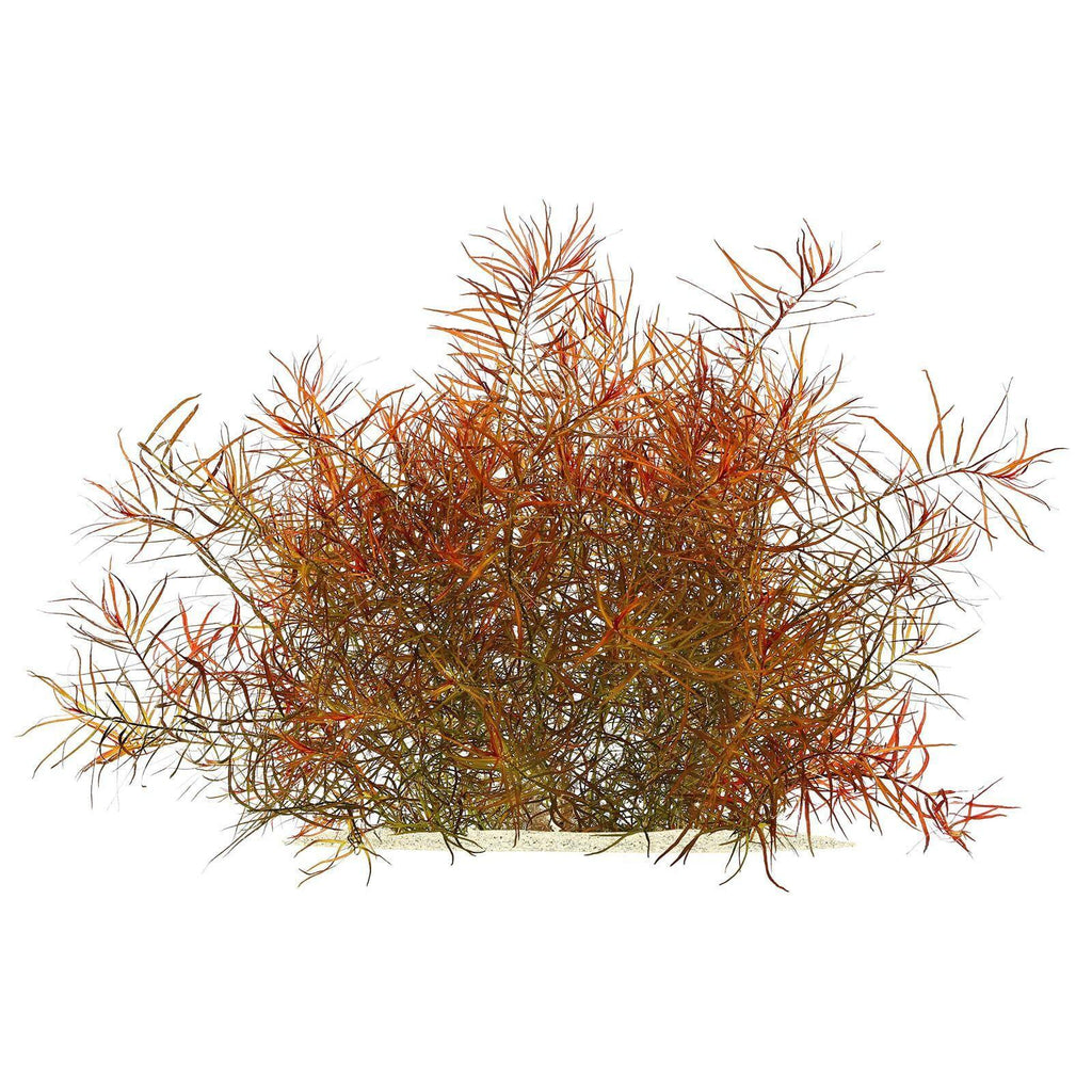 Ludwigia Arcuata.