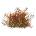Ludwigia Arcuata.