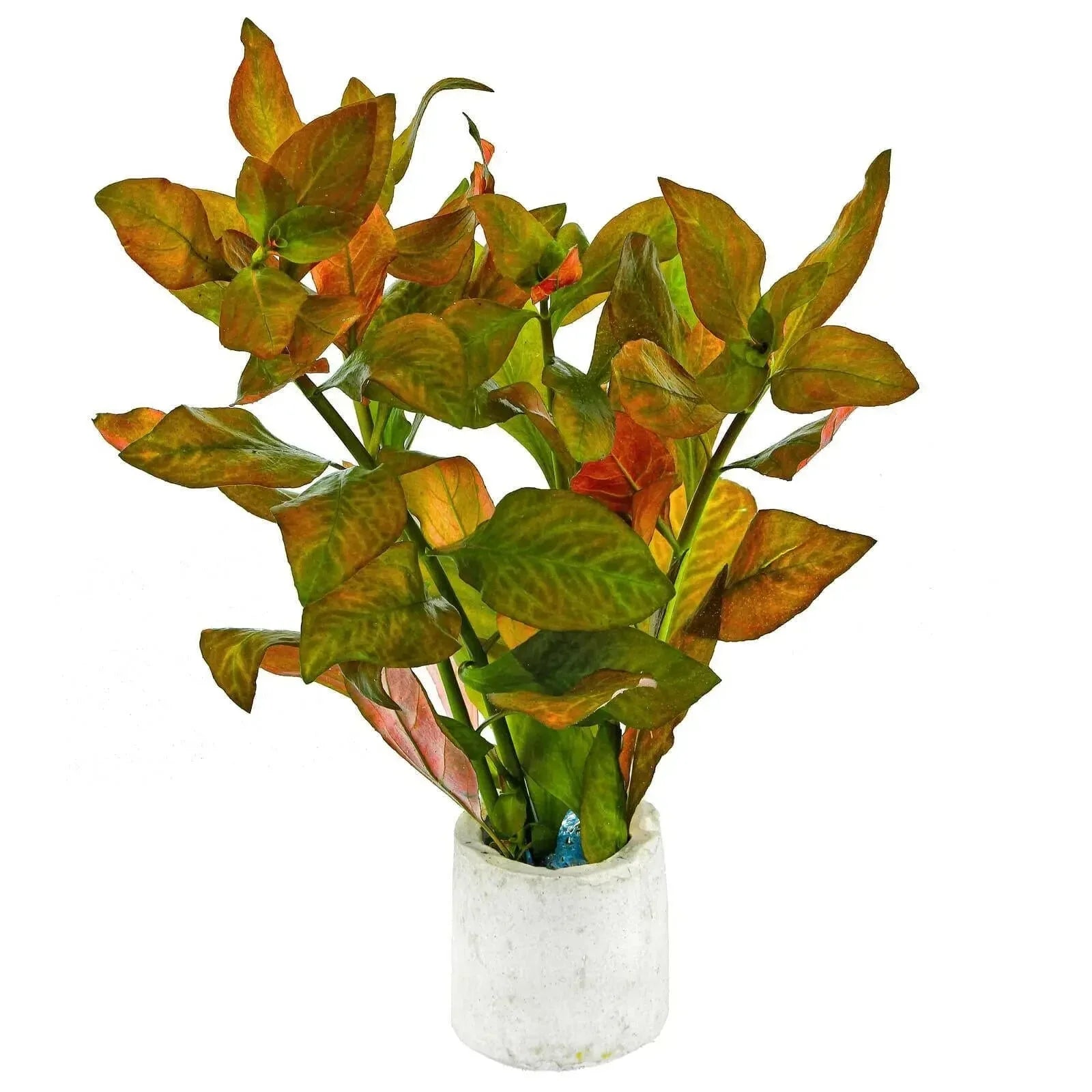 Ludwigia Atlantis (Super Rare).