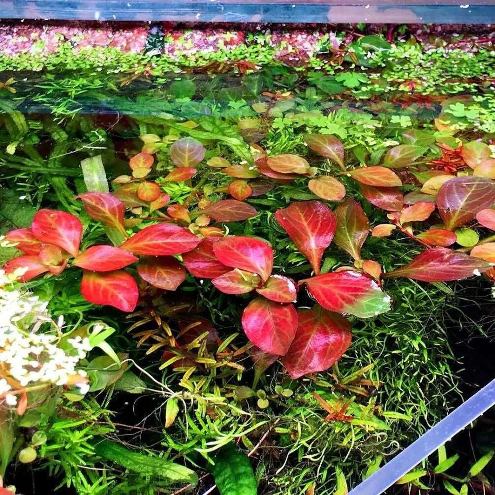 Ludwigia Atlantis (Super Rare).