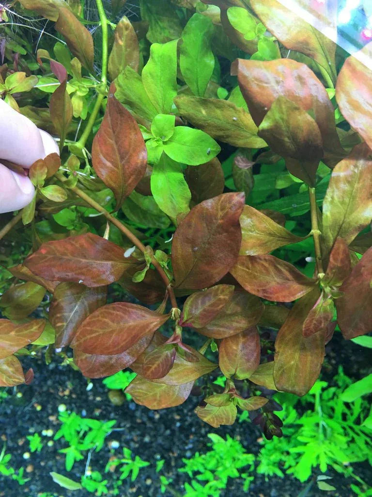 Ludwigia Atlantis (Super Rare).