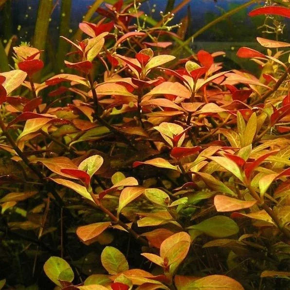 Ludwigia Atlantis (Super Rare).