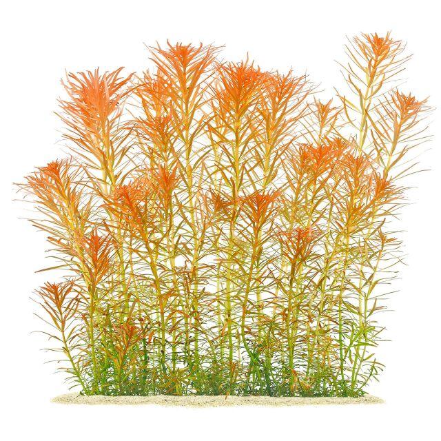 Ludwigia inclinata var. verticillata "Pantanal".