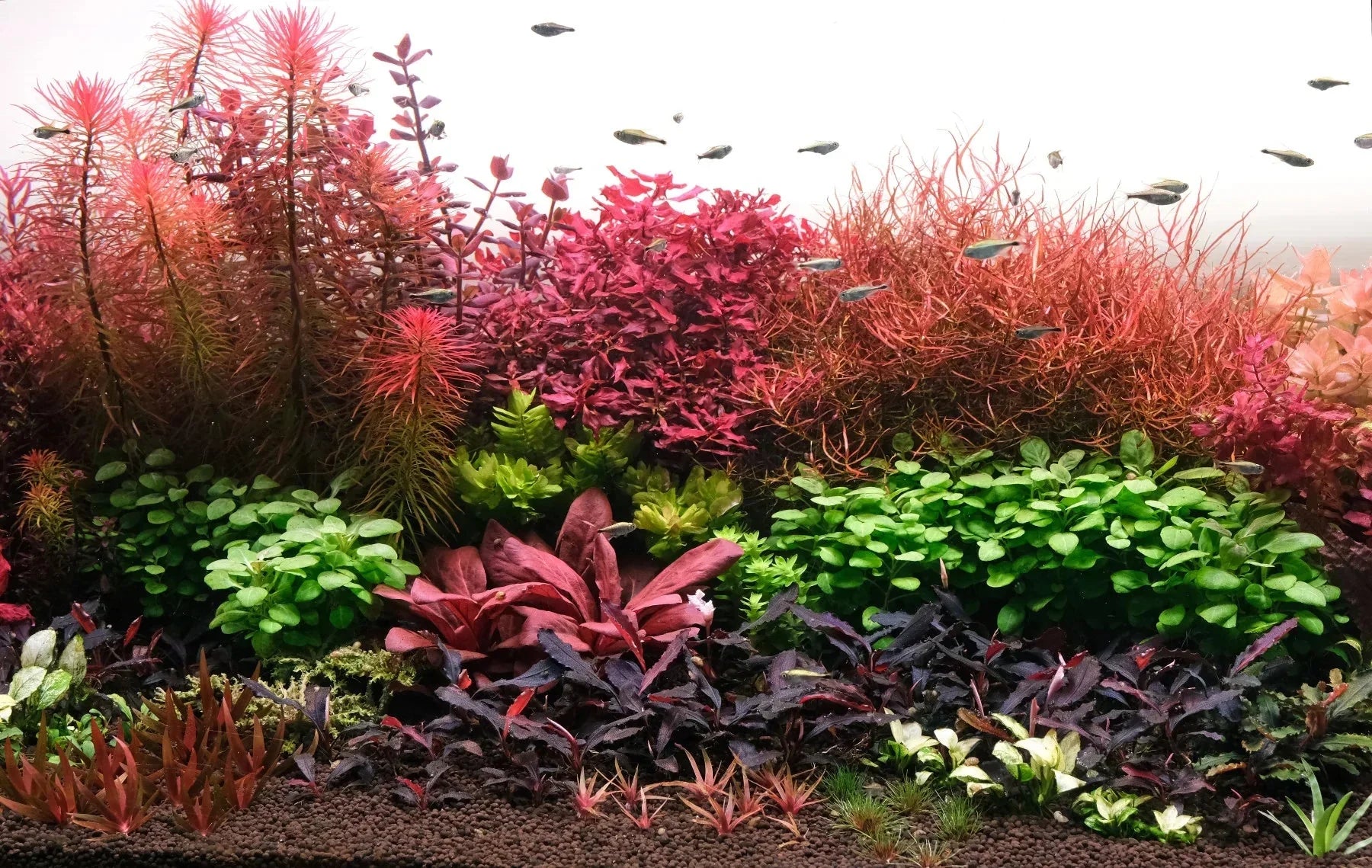 Ludwigia inclinata var. verticillata "Pantanal".