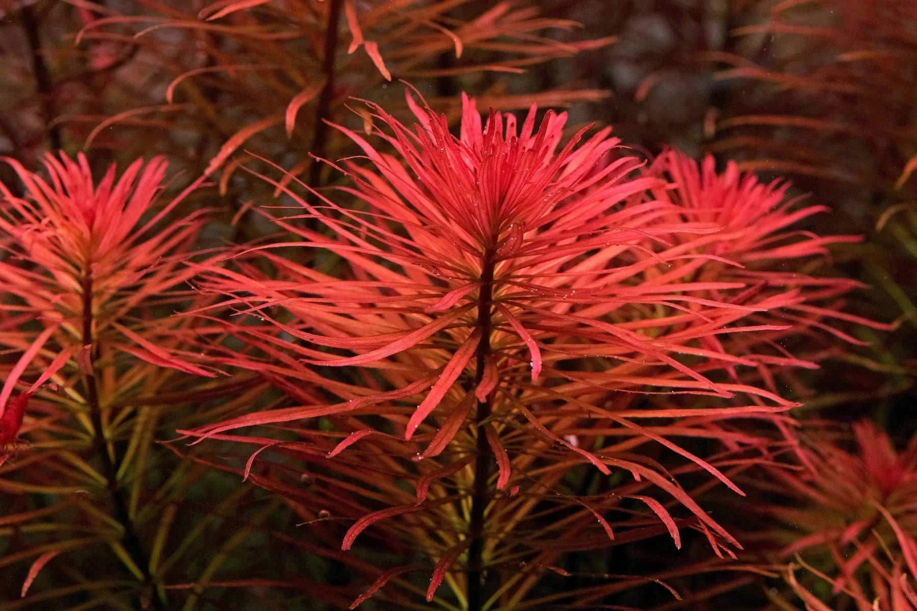 Ludwigia inclinata var. verticillata "Pantanal".