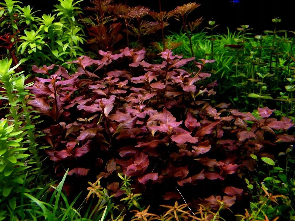 Ludwigia Ovalis.