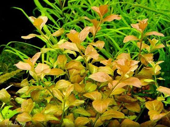 Ludwigia Ovalis.