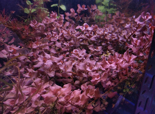 Ludwigia Ovalis.