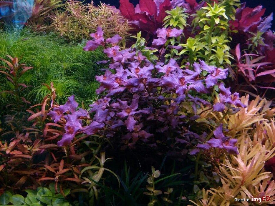 Ludwigia Ovalis.