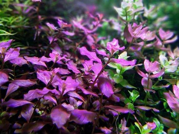 Ludwigia Ovalis.