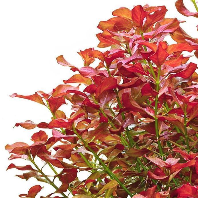 Ludwigia Repens.