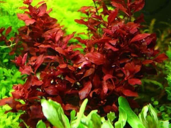 Ludwigia Repens.
