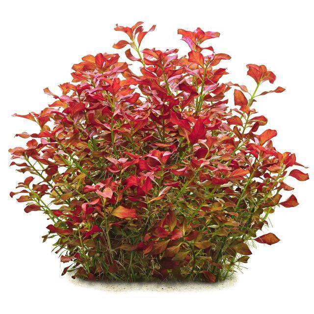Ludwigia Repens.
