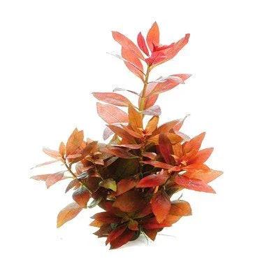 Ludwigia Repens.