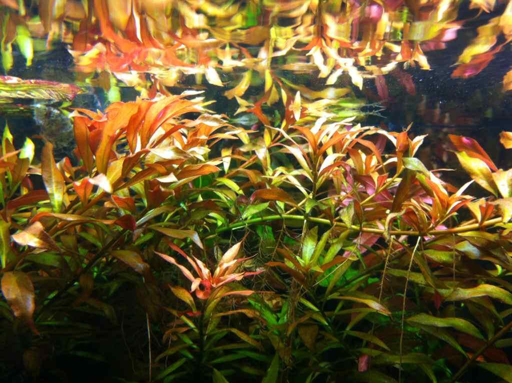 Ludwigia Repens x Arcuata (Rare).