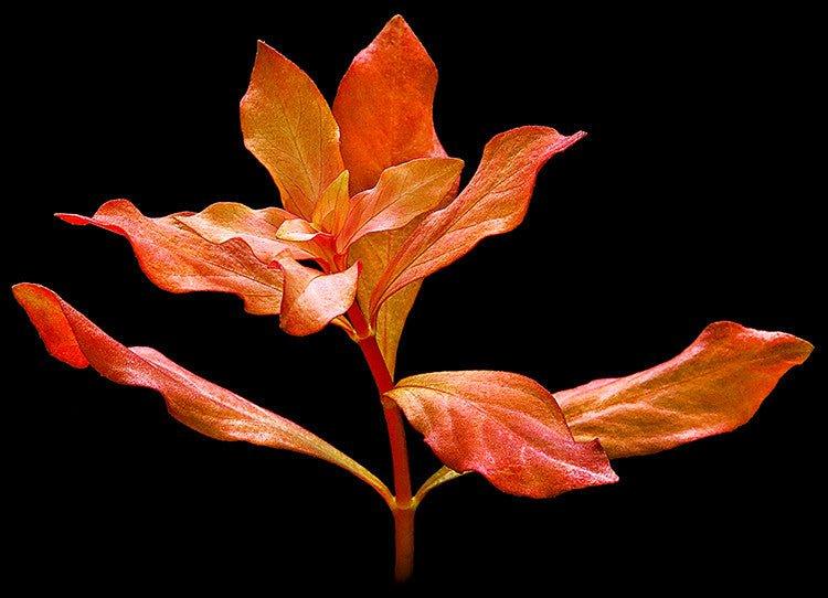 Ludwigia Repens x Arcuata (Rare).