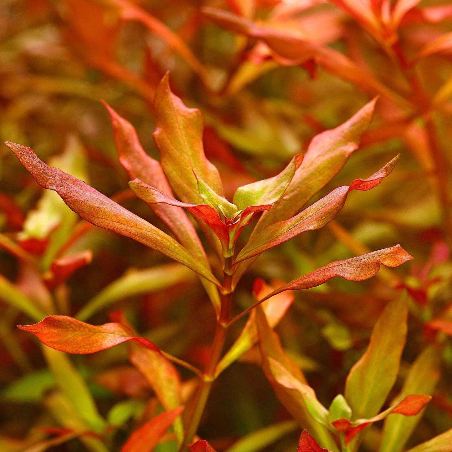 Ludwigia Repens x Arcuata (Rare).