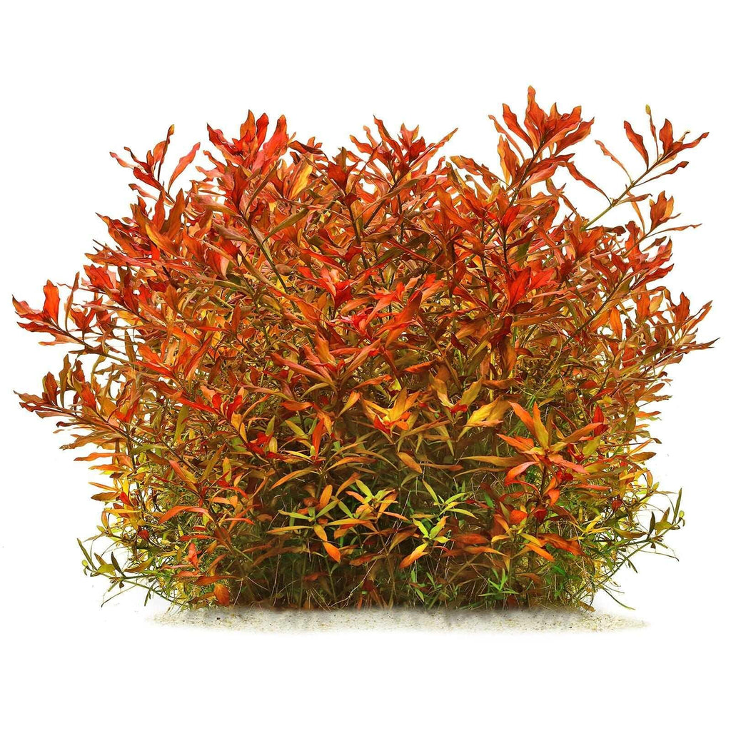 Ludwigia Repens x Arcuata (Rare).