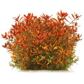 Ludwigia Repens x Arcuata (Rare).