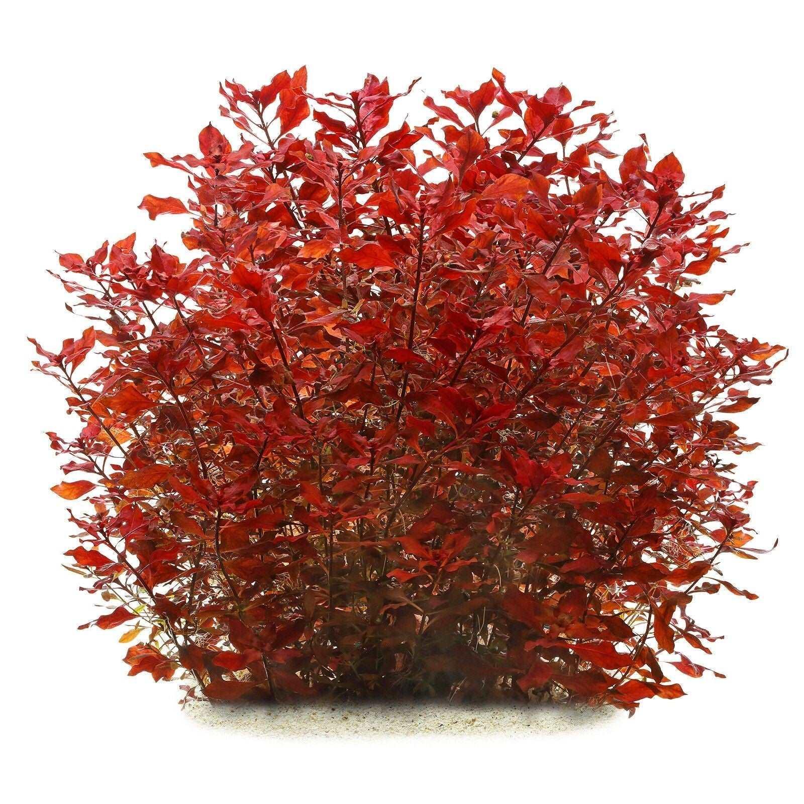 Ludwigia Super Red Mini - The Nature Gallery