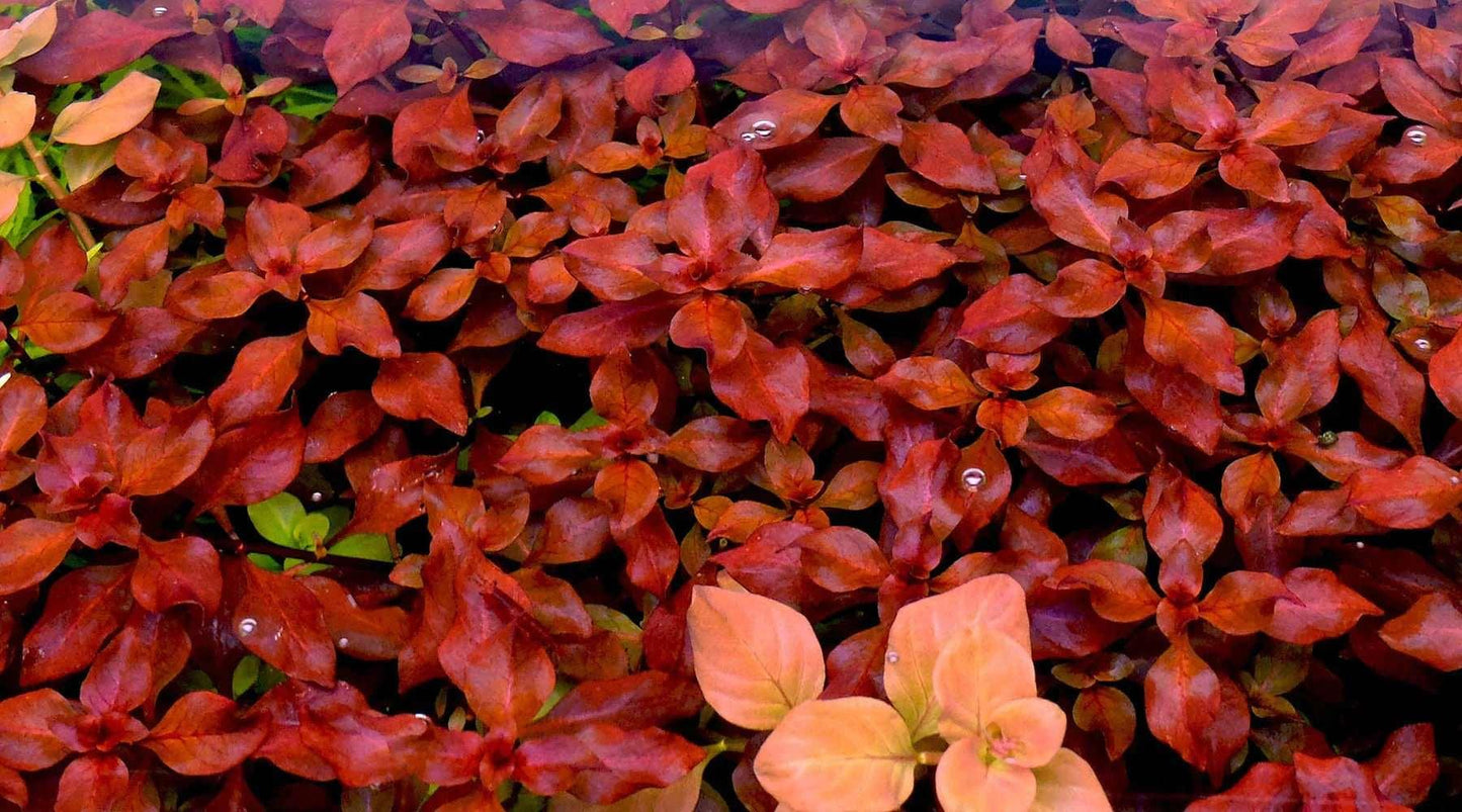 Ludwigia Super Red Mini - The Nature Gallery