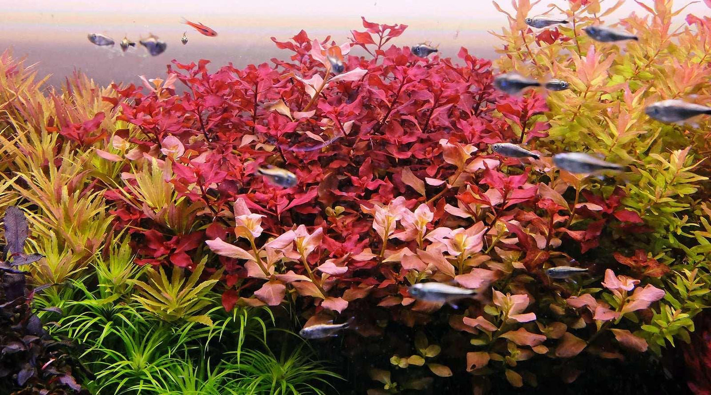 Ludwigia Super Red Mini - The Nature Gallery
