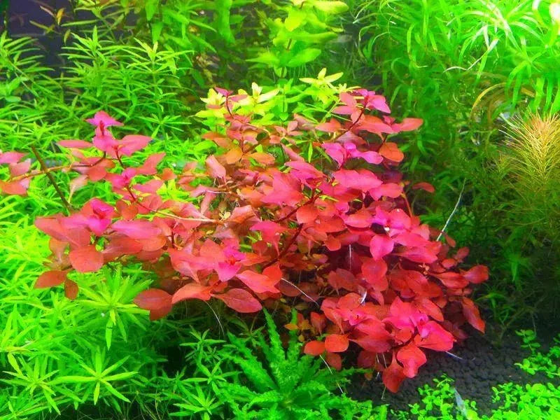 Ludwigia Super Red Mini - The Nature Gallery