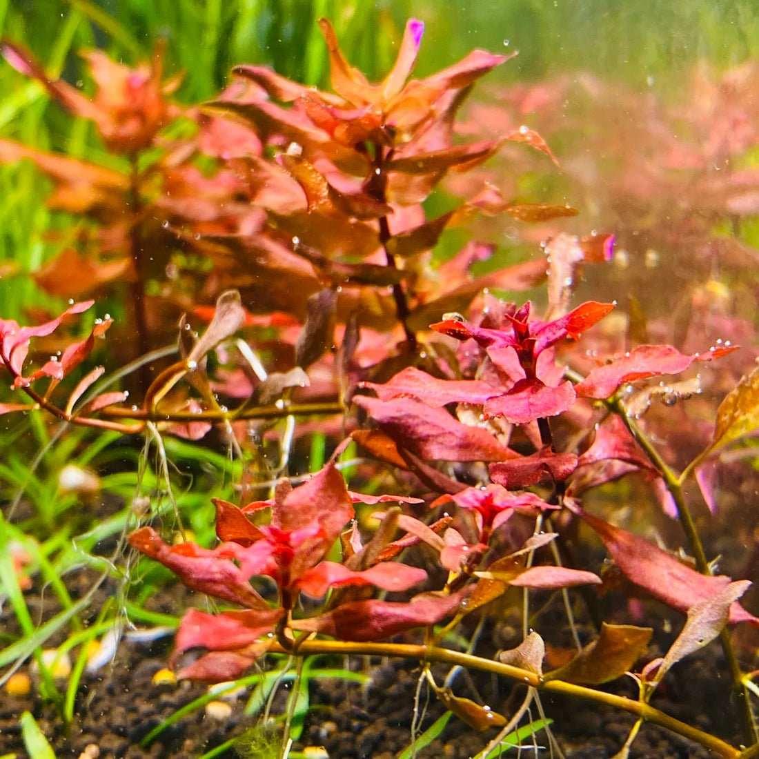 Ludwigia Super Red Mini - The Nature Gallery