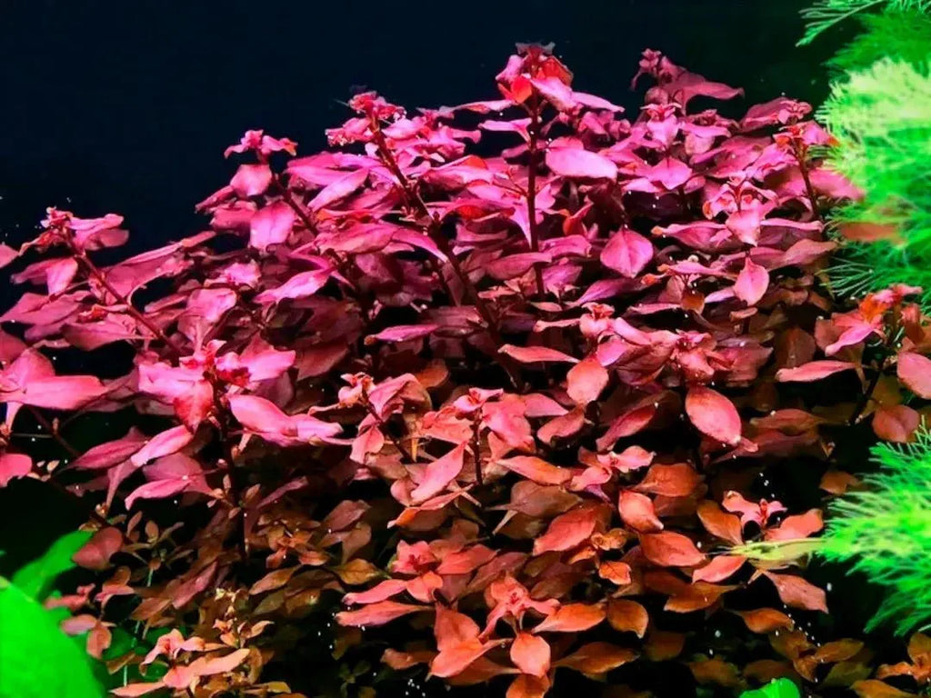 Ludwigia Super Red Mini - The Nature Gallery
