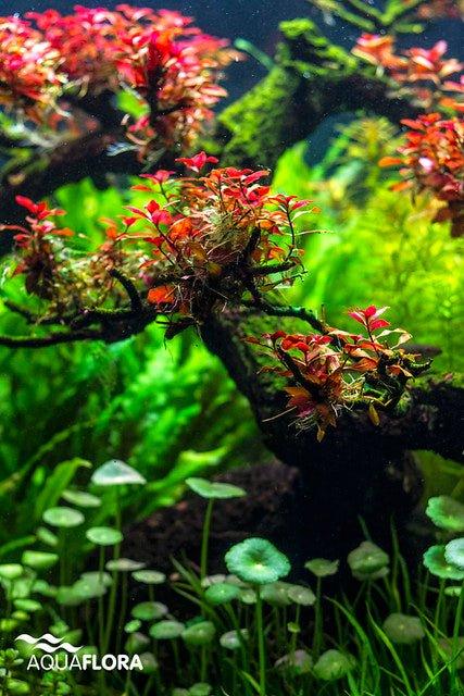 Ludwigia Super Red Mini - The Nature Gallery