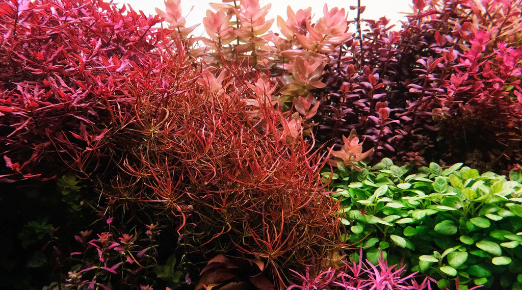 Ludwigia Arcuata.