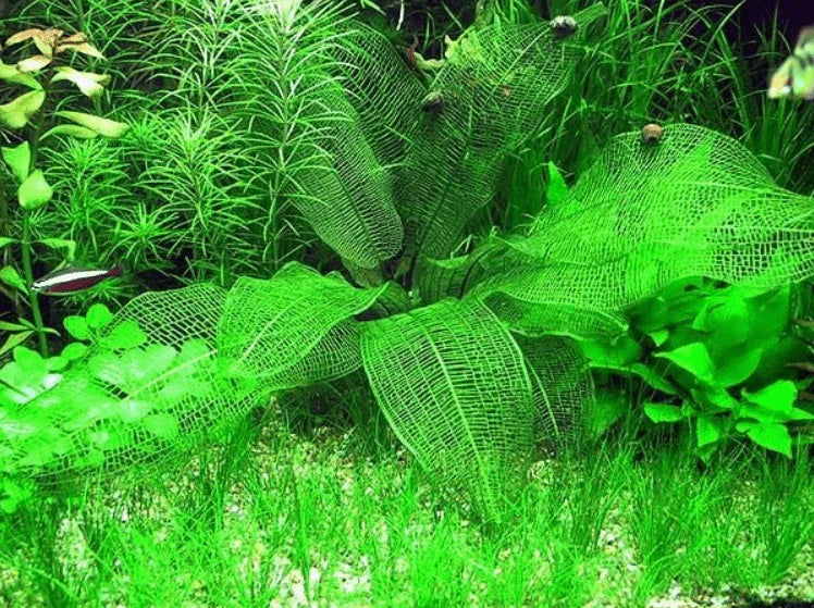 Madagascar Lace Plant (Rare).