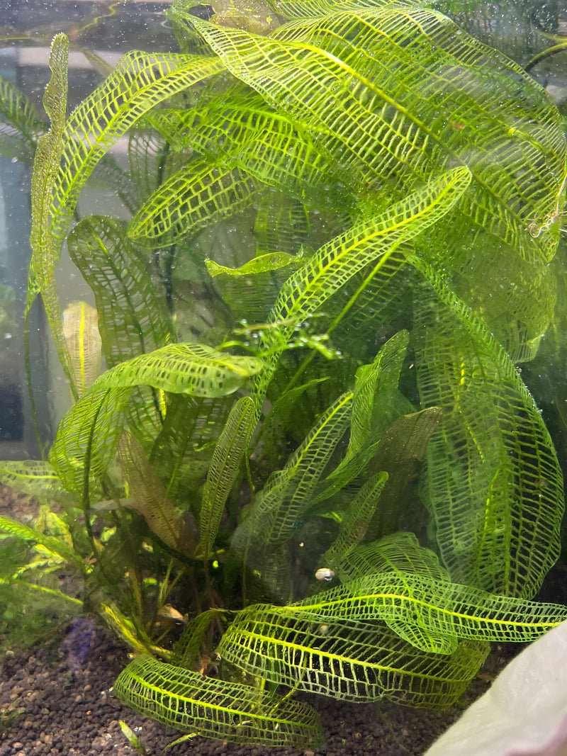 Madagascar Lace Plant (Rare).